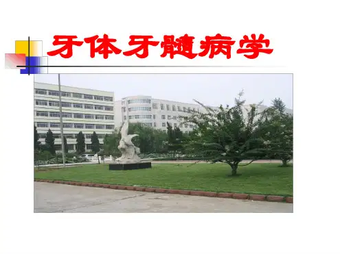 牙体牙髓病学课程课件