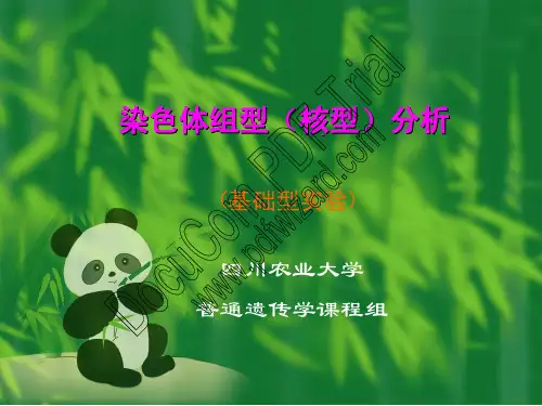 染色体组型(核型)分析