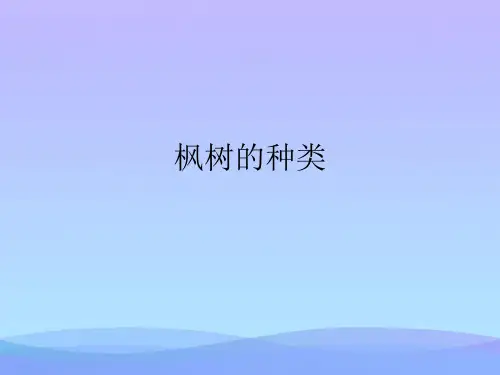 枫树的种类(精品资料)PPT
