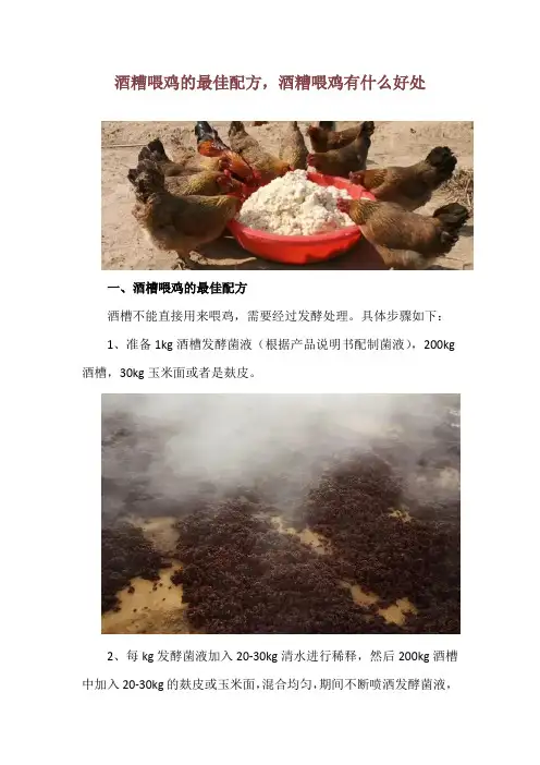 酒糟喂鸡的最佳配方,酒糟喂鸡有什么好处