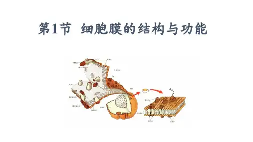 高中生物必修一3.1细胞膜的结构和功能课件