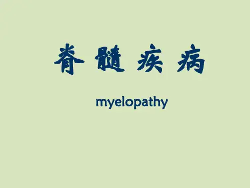 脊髓