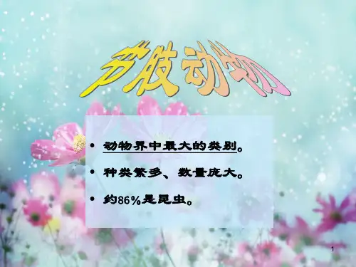 沪教版生物八年级第二册 4.2.9 节肢动物 课件