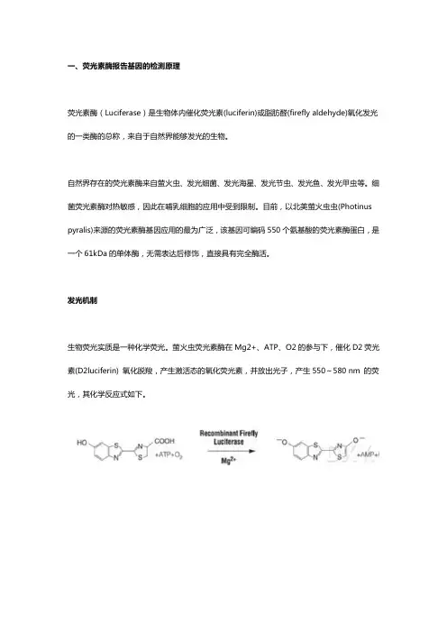 荧光素酶报告基因的检测