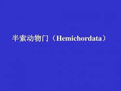 半索动物门(Hemichordata)16