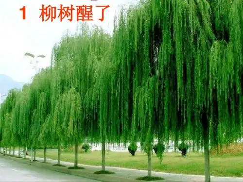 《柳树醒了》