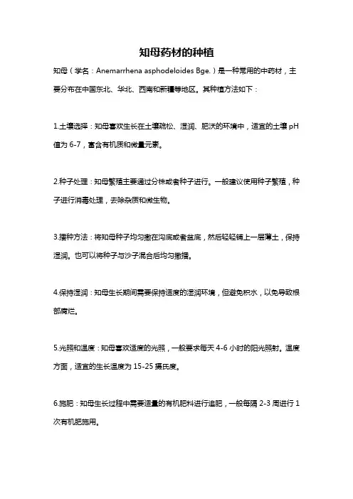 知母药材的种植