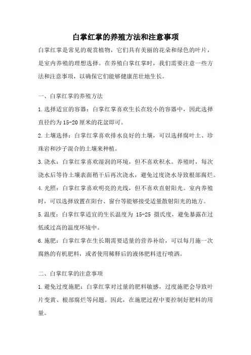 白掌红掌的养殖方法和注意事项