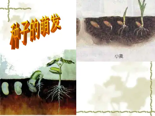 种子的萌发条件学习教材PPT课件