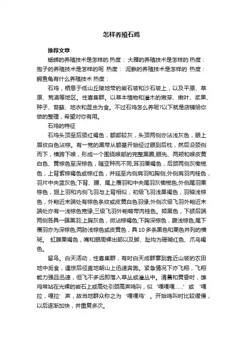 怎样养殖石鸡