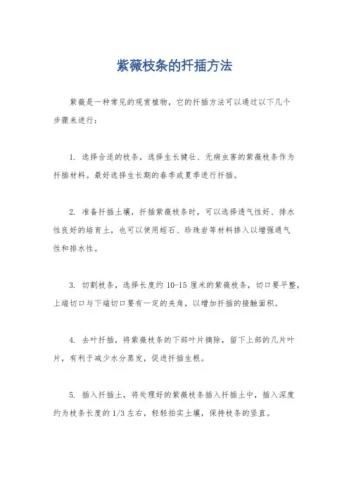 紫薇枝条的扦插方法