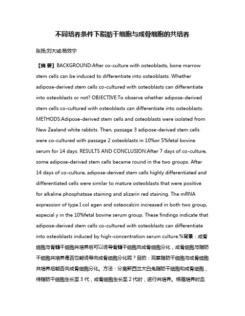 不同培养条件下脂肪干细胞与成骨细胞的共培养