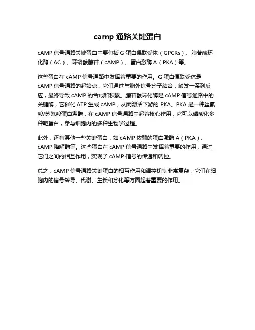 camp通路关键蛋白