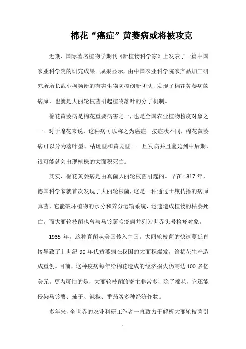 棉花“癌症”黄萎病或将被攻克