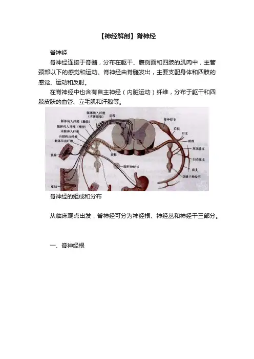 【神经解剖】脊神经