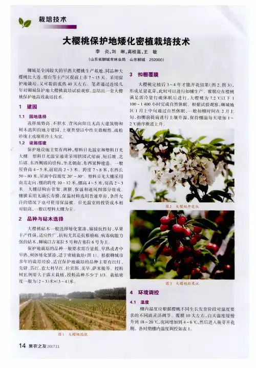 大樱桃保护地矮化密植栽培技术