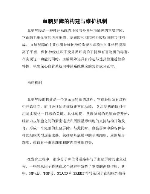 血脑屏障的构建与维护机制
