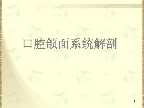 口腔颌面系统解剖上颌骨ppt课件
