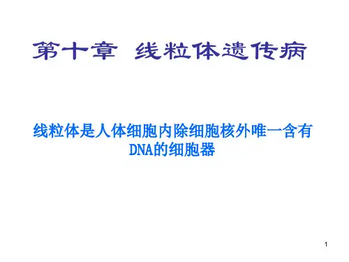 线粒体遗传病