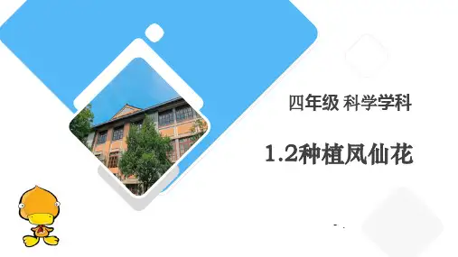 《种植凤仙花》PPT课件