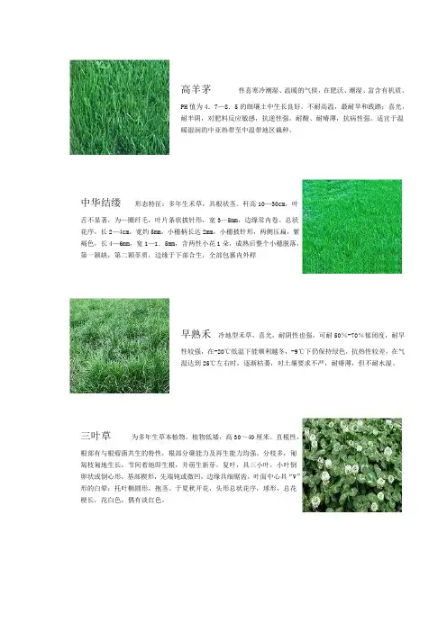 常用草坪地被总汇