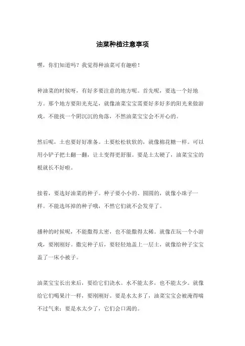 油菜种植注意事项