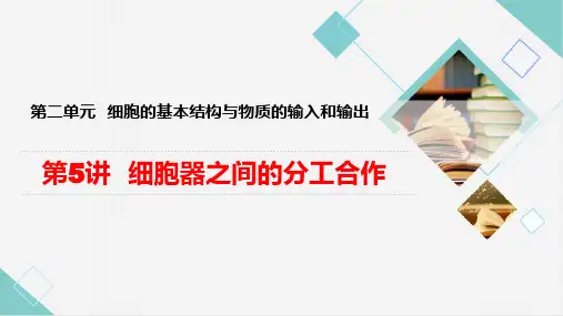 第5讲 细胞器之间的分工合作-2024年高考生物一轮复习课件(新高考专用)