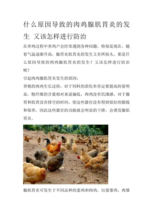 什么原因导致的肉鸡腺肌胃炎的发生 又该怎样进行防治