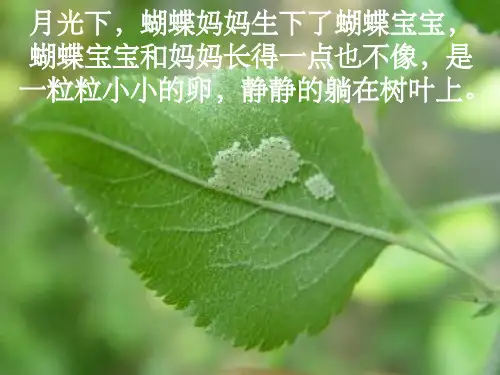 毛毛虫变蝴蝶过程