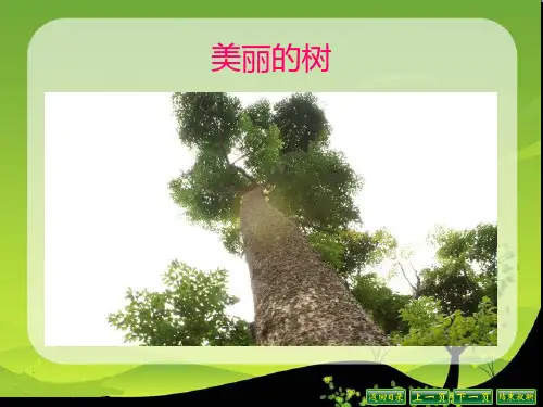 11小树死因调查报告