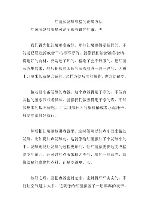 红薯藤发酵喂猪的正确方法
