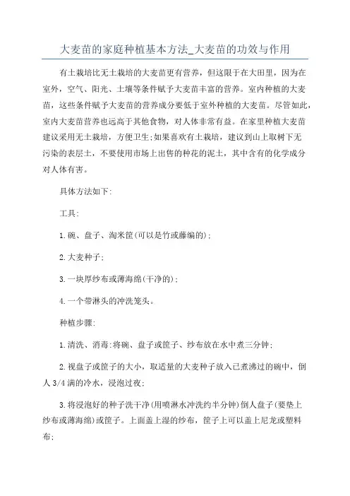 大麦苗的家庭种植基本方法_大麦苗的功效与作用