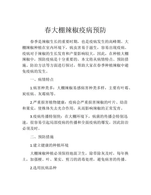 春大棚辣椒疫病预防
