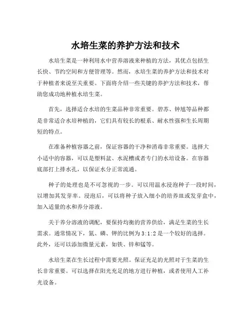 水培生菜的养护方法和技术