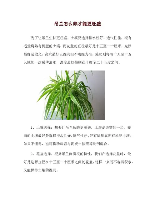 吊兰怎么养才能更旺盛