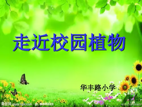 校园植物调查  ppt课件