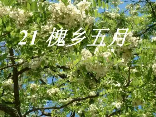 《槐乡五月》第二课时教学课件
