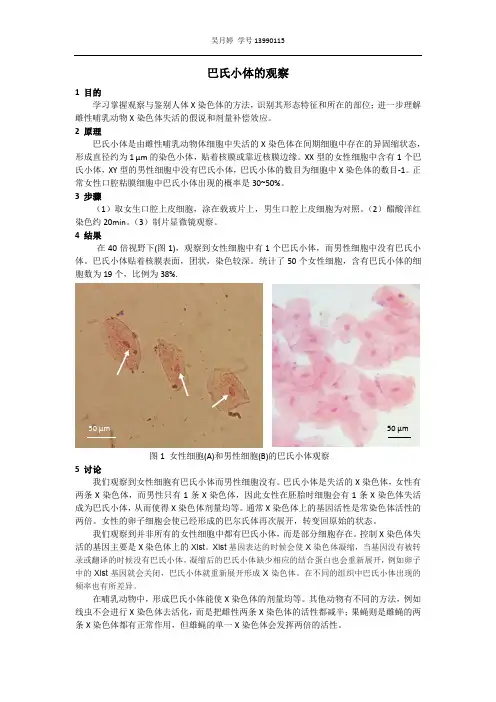 浙江师范大学遗传学实验报告巴氏小体的观察