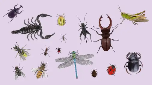 三年级下册语文课件-4 昆虫备忘录 (共38张PPT)-人教部编版