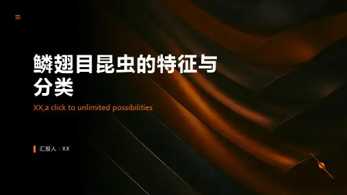 鳞翅目昆虫的特征与分类
