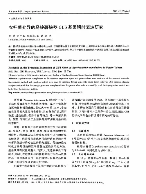 农杆菌介导的马铃薯块茎GUS基因瞬时表达研究