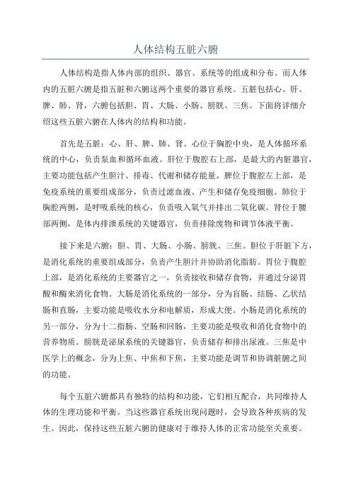 人体结构五脏六腑