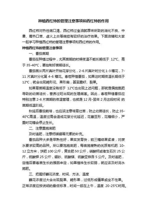 种植西红柿的管理注意事项和西红柿的作用