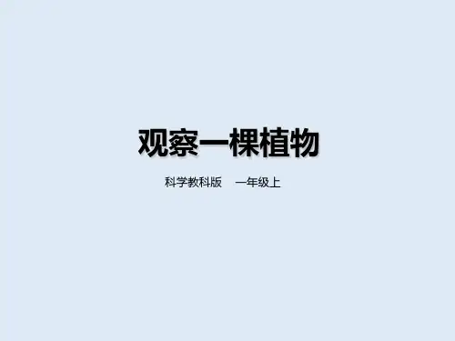 一年级上册科学课件-第一单元第二课《观察一棵植物》 教科版(共23张PPT)