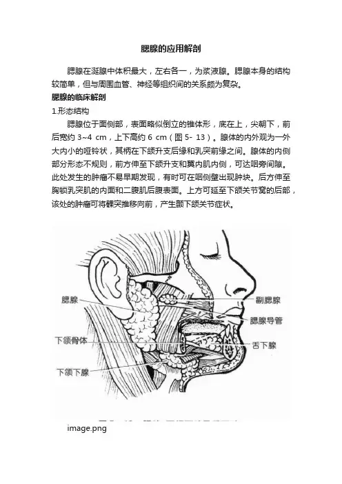 腮腺的应用解剖