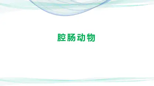 人教版生物八年级上册  5.1.1  腔肠动物和扁形动物(第1课时)(17张PPT)