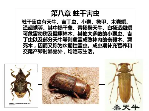 第八章蛀干害虫蛀干害虫有天牛吉丁虫小蠹象甲木-PPT精品