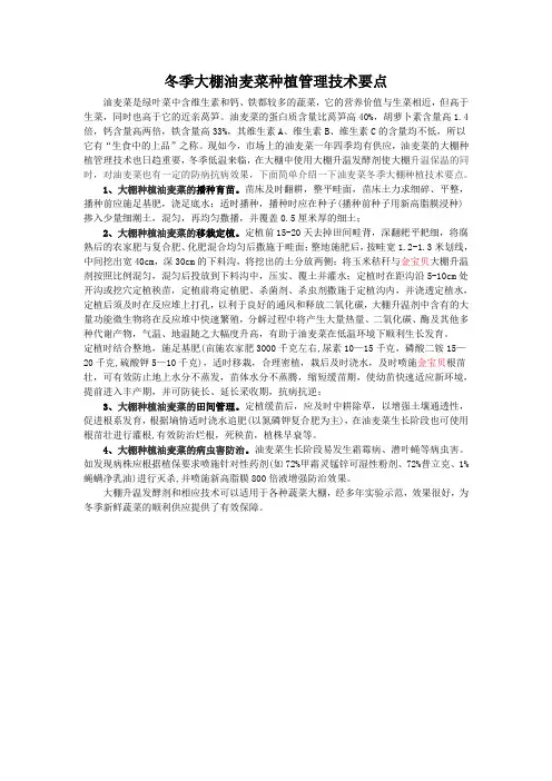 冬季大棚油麦菜技术要点