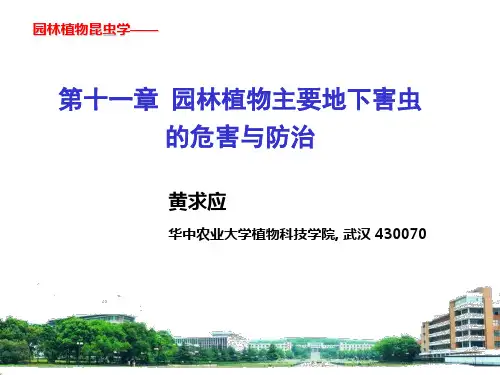 园林植物昆虫学课件第十一章 园林植物主要地下害虫的危害与防治