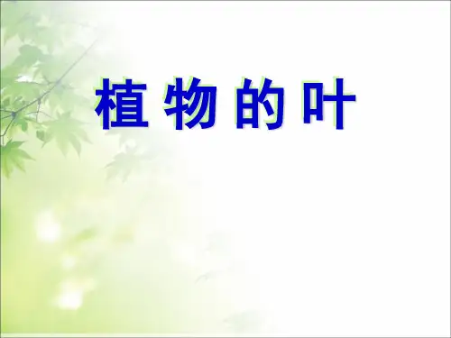 三年级上册科学课件-1.5《植物的叶》 ｜教科版 (共31张PPT)